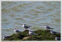 Anglet_21_02_10_02