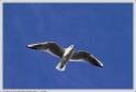 Anglet_21_02_10_06