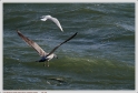Boucau_25_02_10_07