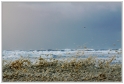 C_Basque_08_11_09_10