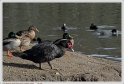 Mouriscot_19_02_10_05