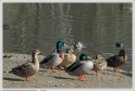 Mouriscot_19_02_10_06