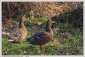 Mouriscot_19_02_10_11